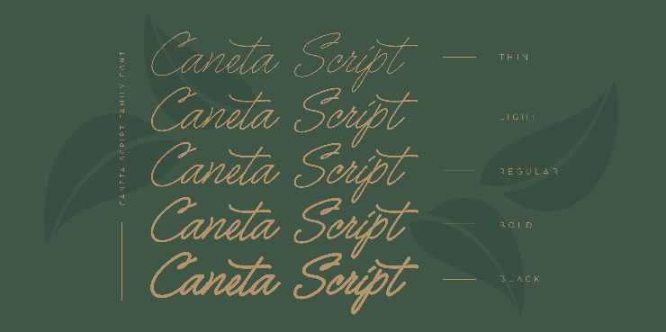 Caneta script字体 3