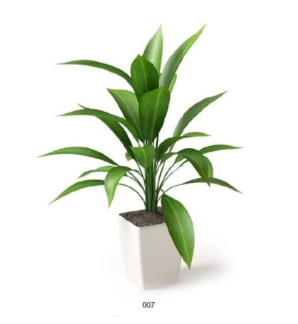 室内植物3D模型