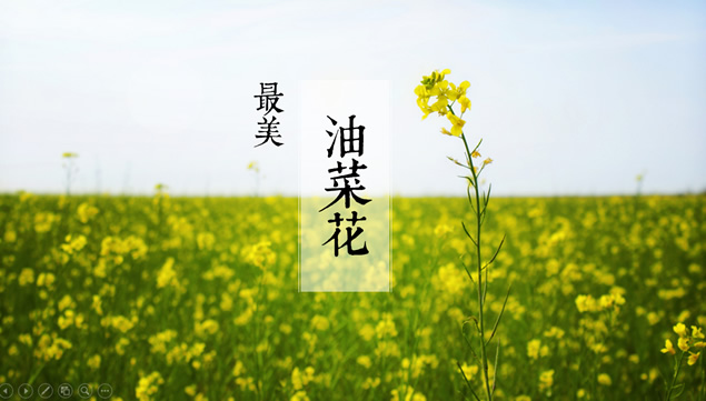 油菜花开春到来——最美油菜花ppt模板