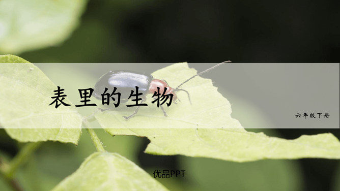 表里的生物PPT课件7