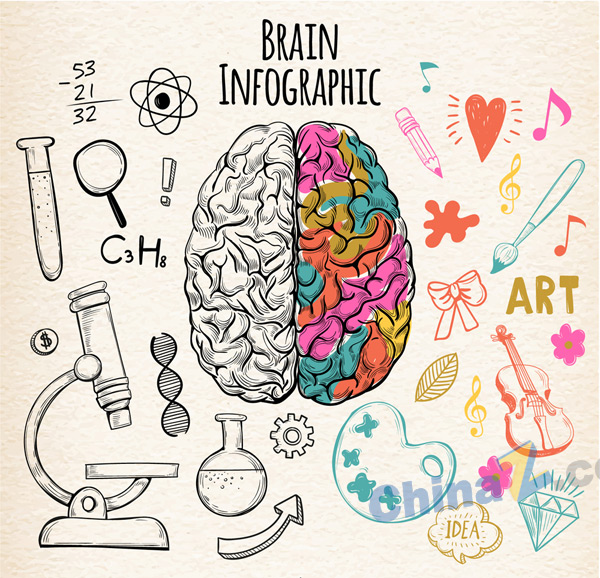 彩绘左右脑功能信息图矢量